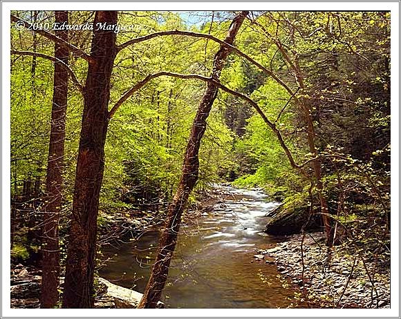 450683   New Spring foliage along the Little River, GSMNP